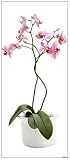 Snap SNAP1075 Orchid Medium Instant Wall Art, Multi-color, 1 Sheet