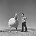 60 lb. Hybrid Turkey with 35 lb. Donny Bigfeather Photographic Poster Print by Ralph Crane, 16x16