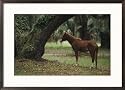 Feral horse munching Spanish moss, Cumberland Island, Georgia Subject Framed Art Poster Print by Raymond Gehman, 29x21