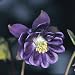 Close-Up of an European Columbine Flower (Aquilegia Vulgaris) Photographic Poster Print by A. Moreschi, 16x16
