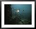 An underwater divers light sends cichlid fish scurrying Framed Art Poster Print by Bill Curtsinger, 31x25