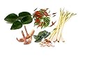 1 Oz Fresh Kaffir Lime Leaves, Lemongrass, Galangal, Thai Chili Set
