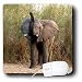 Wild animals - Elephant - Mouse Pads Image