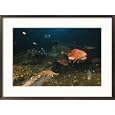Sunflower sea star and salps, or zooplankters at a 400-foot depth on Bowie Seamount Framed Art Poster Print by Emory Kristof, 29x21