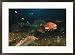Sunflower sea star and salps, or zooplankters at a 400-foot depth on Bowie Seamount Framed Art Poster Print by Emory Kristof, 29x21