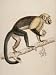 Engraving of a Large Headed Sapajov from The Naturalist's Library Mammalia Photograph...