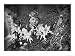 Cottingley Fairies Photographic Poster Print by Elsie Wright, 16x12