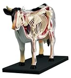 Kikkerland Model Anatomical Cow