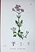 Botany Plants C1902 Small Marsh Valerian Valeriana