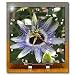 Easters Thorn - passion flower, purple, nature, passiflora, wildflower of tennessee, christs thorn - 6x6 Desk Clock
