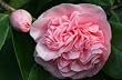 Camellia Debutante One Gallon by Monrovia Growers