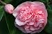 Camellia Debutante One Gallon by Monrovia Growers