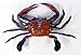 LX Hand Painted Crab Beach Tiki Bar Wall Mount Decor 6