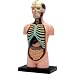 Torso Anatomy Kit
