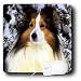 sheepdog36 - Dogs SheltieShetland Sheepdog Sheltie Mouse Pads