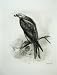 1907 The Kite Milvus Ictinus Savigny Adult Male Print