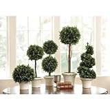 Boxwood Topiaries- Ballard Designs