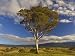 Pasture, Bega, New South Wales, Australia, Pacific Art Photographic Poster Print by J...