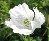4109G%2BJNfIL. SL160  Papaver Somniferum