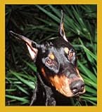 Doberman Portrait Bookmark