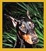 Doberman Portrait Bookmark