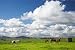 Horses & Farmland, New-Zealand Vinyl Wall Mural