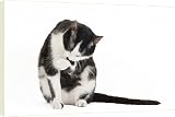 Canvas Prints of Cat - Black a White domestic Cat - sitting down licking paw from Ardea Wildlife Pets