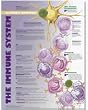 Anatomy of the Immune System Anatomical chart- Paper unmounted