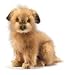 Plush Terrier Puppy 9