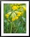 Cowslip, Primula Veris Framed Art Poster Print by David Boag, 31x39