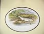 Houghton Fish C1880 Spined Loach Minnow Bleak Chromo