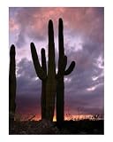 saguaro cactus at sunset