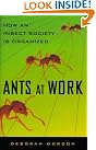 Ants At Work...