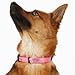 Harley Davidson Nylon Dog Collar X-small.