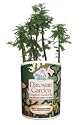 Gifts That Bloom ~ Dinosaur Plant Garden