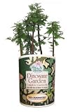 Gifts That Bloom ~ Dinosaur Plant Garden