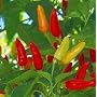 Tabasco Pepper 4 Plants