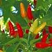 Tabasco Pepper 4 Plants - MAKE YOUR OWN SAUCE - SALE*