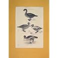 DUCK BIRDS LOBATED WILD GOOSE SHOVELLER ANTIQUE PRINT