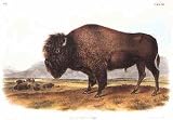 American Bison (Male) Poster Print