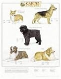 Canine Herding Group