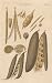 GIANT Wall Sticker of: SEED Study of Plants, Plate 81 Illustration by John Miller Botanical Studies from 1789 Featured plants: Stock July, Yellow Fumatory, Radish, Polygala, Everlasting Pea.