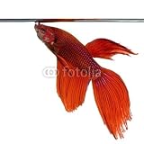 Wallmonkeys Peel and Stick Wall Decals - Combattant - 18