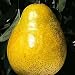 Bartlett Pear-Std. 2-4 Ft.