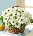 Flowers by 1800Flowers - White Daisy Basket for Sympathy - Large