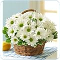 Daisies