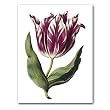 genus Tulipa 18 - 5" x 7" Museum Quality Greeting Card