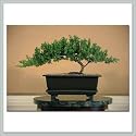 Bonsai Tree in Training - Juniper - joebonsai