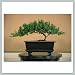 Joebonsai Bonsai Tree in Training - Juniper