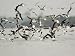 Flock of Laughing Gulls Dive on a School of Fish Art Styles Photographic Poster Print...